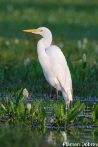 Great egret