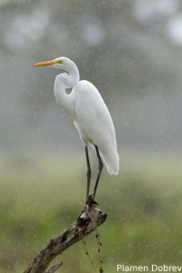 Great egret