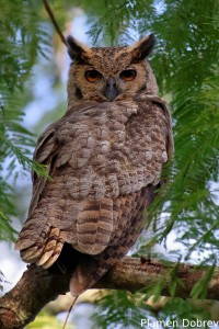 Great horned owl