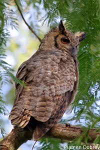 Great horned owl
