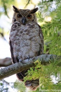 Great horned owl
