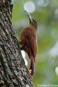 Great rufous woodcreeper