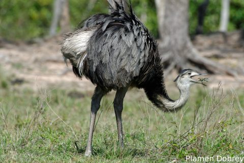 Greater rhea