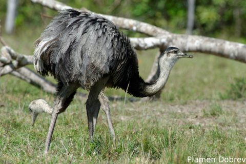 Greater rhea