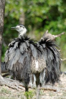 Greater rhea