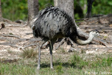 Greater rhea
