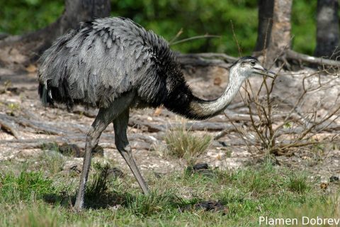 Greater rhea