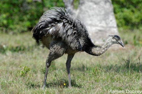 Greater rhea