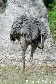 Greater rhea
