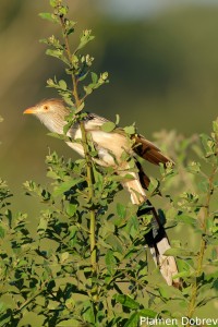 Guira cuckoo