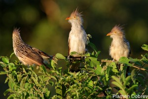 Guira cuckoo