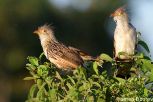 Guira cuckoo