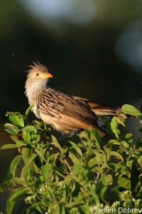 Guira cuckoo