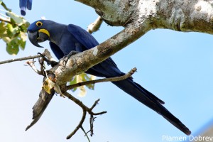 Hyacinth macaw