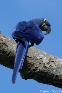 Hyacinth macaw
