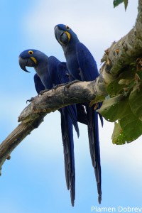 Hyacinth macaw