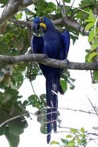 Hyacinth macaw