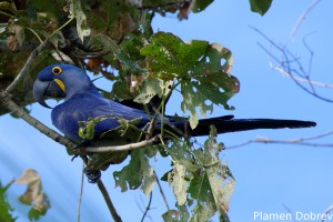 Hyacinth macaw