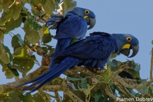 Hyacinth macaw