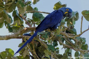 Hyacinth macaw