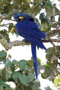 Hyacinth macaw