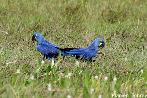 Hyacinth macaw