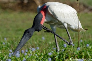 Jabiru