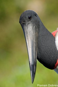 Jabiru