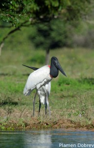 Jabiru