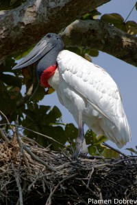 Jabiru