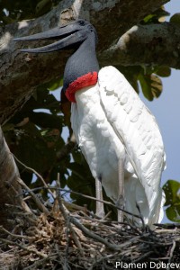 Jabiru