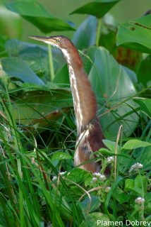 Least bittern