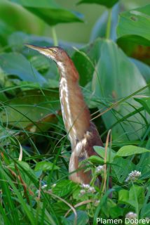Least bittern