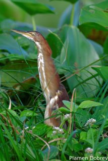 Least bittern