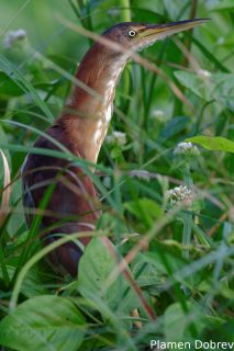 Least bittern