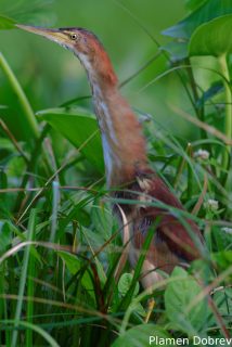 Least bittern