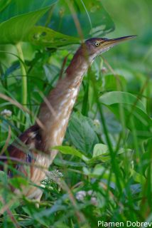 Least bittern