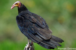 Lesser yellow-headed vulture