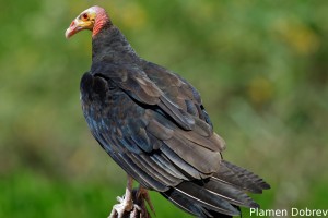 Lesser yellow-headed vulture