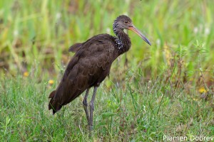 Limpkin