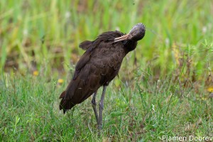 Limpkin