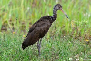 Limpkin