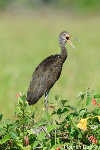 Limpkin
