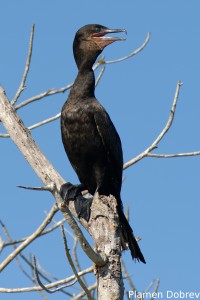 Neutropic cormorant