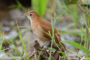 Ovenbird