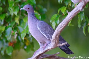 Picazuro pigeon