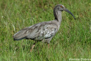 Plumbeous ibis