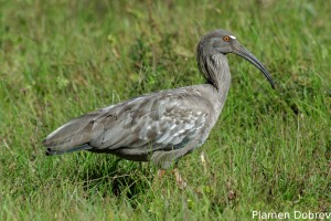Plumbeous ibis