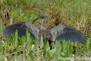 Plumbeous ibis