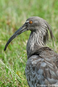 Plumbeous ibis